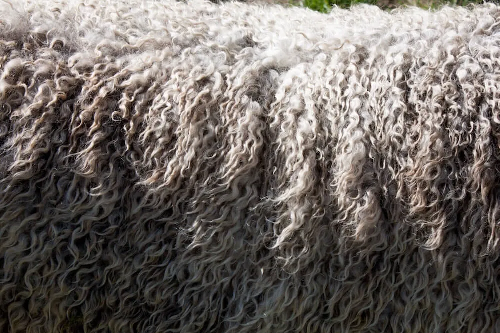 Is Merino Wool Ethical? Think Twice Before Buying That Sweater
