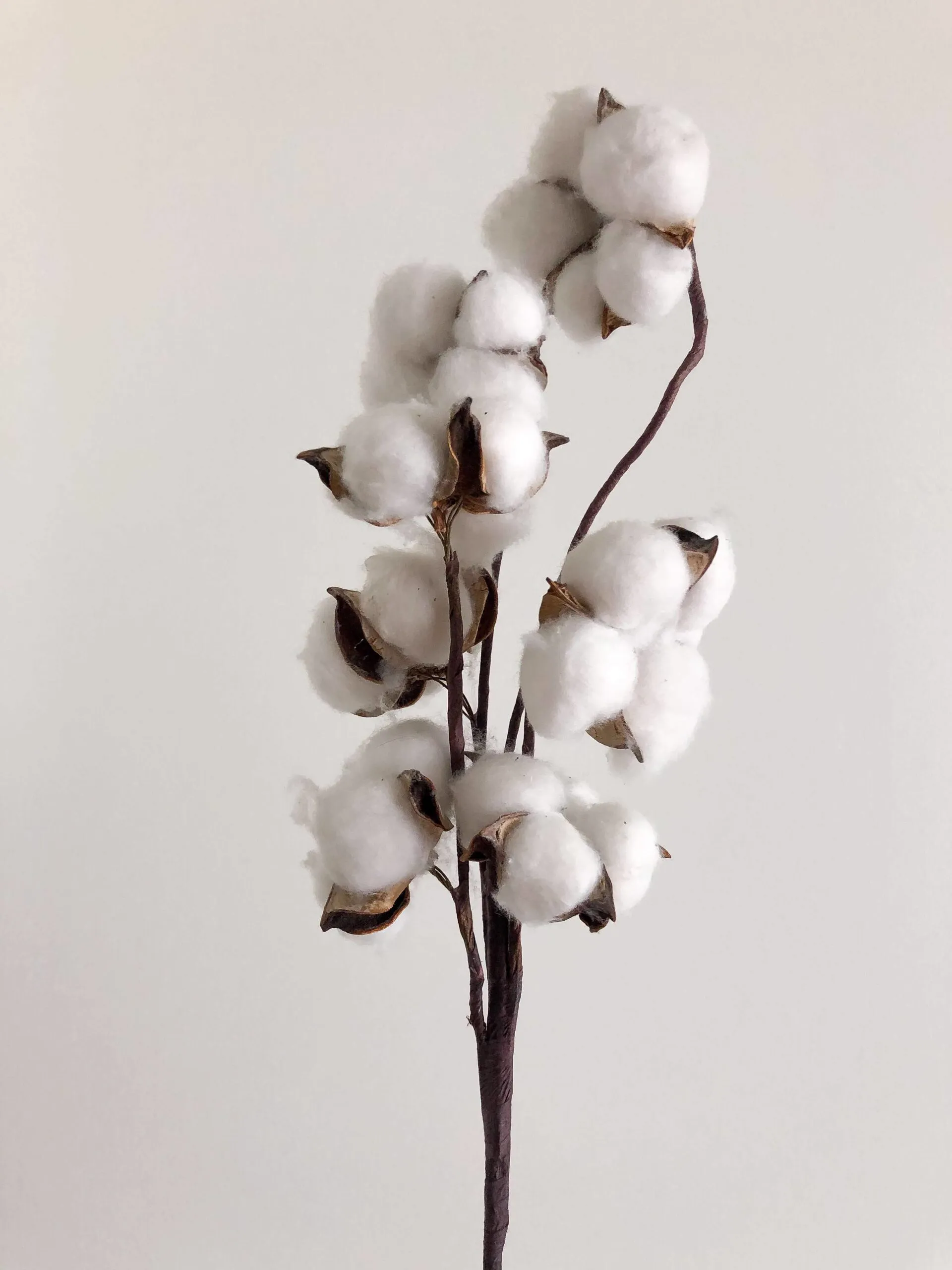 Organic Cotton vs Cotton: The Benefits of Organic Cotton