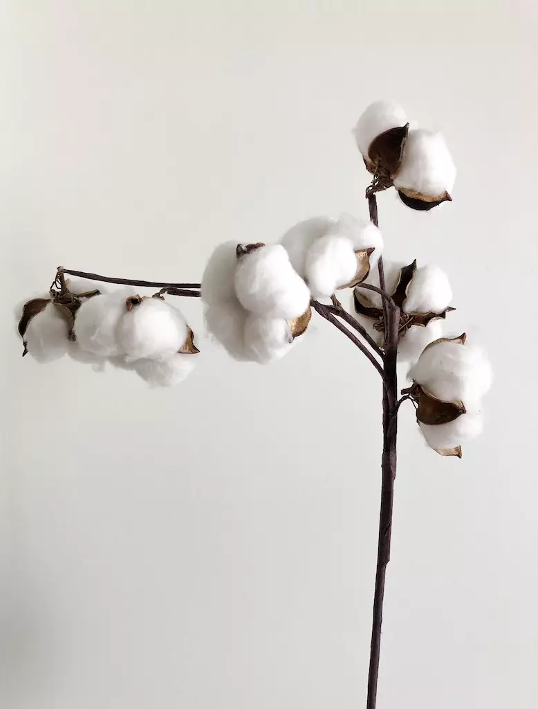 What Is BCI Cotton? Is It Really Eco-Friendly?
